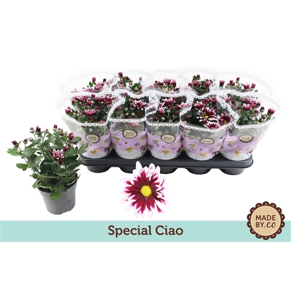 Chrysanthemum Indicum Ciao 12Ø 25cm 3pp