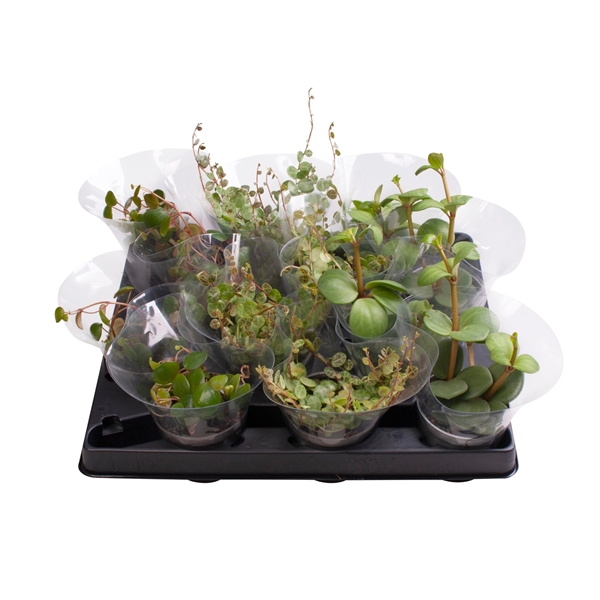 Senecio mixed 6Ø 10cm