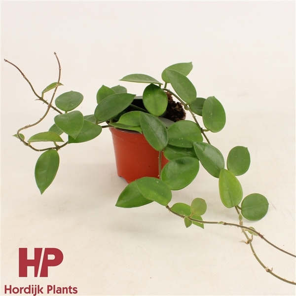Hoya Chouke 9Ø 15cm