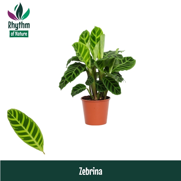 Calathea Zebrina 14Ø 45cm