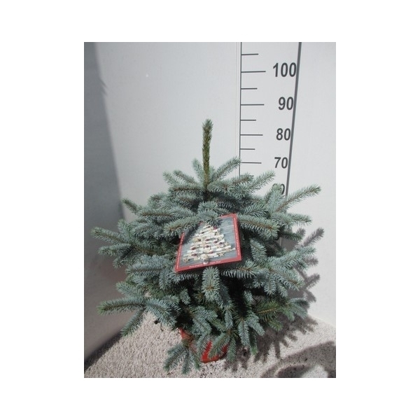 Picea pungens Super Blue 30Ø 90cm