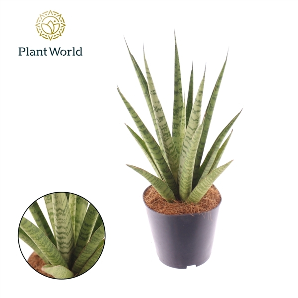 Sansevieria trifasciata Pineapple 12Ø 35cm