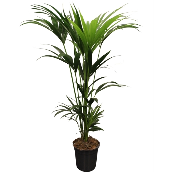 Howea forsteriana 21Ø 120cm 5pp