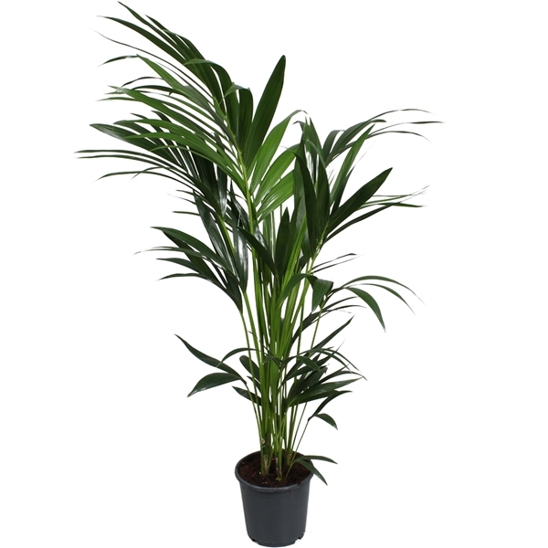 Howea forsteriana 21Ø 140cm 5pp