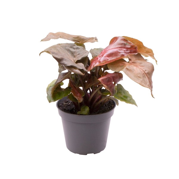 Syngonium Maria 6Ø 14cm