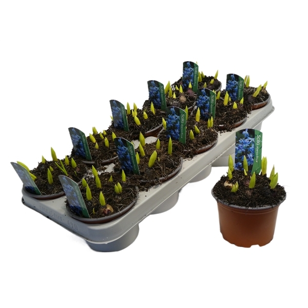 Scilla siberica blue 12Ø 15cm