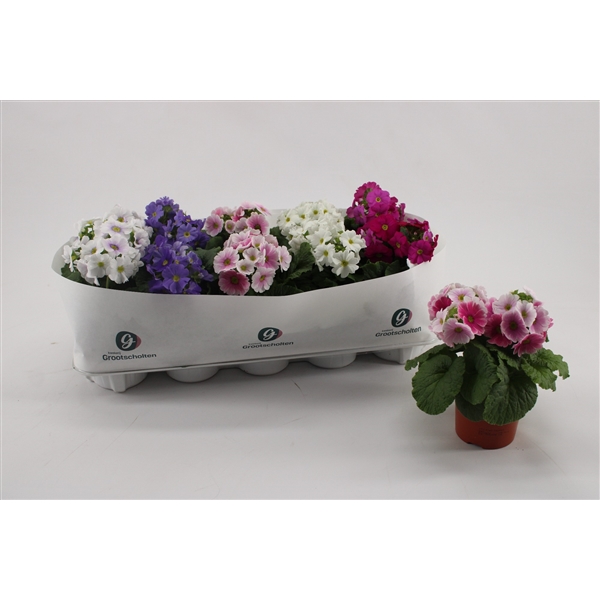 Primula obconica Sweet Kisses Amore mix 10,5Ø 23cm