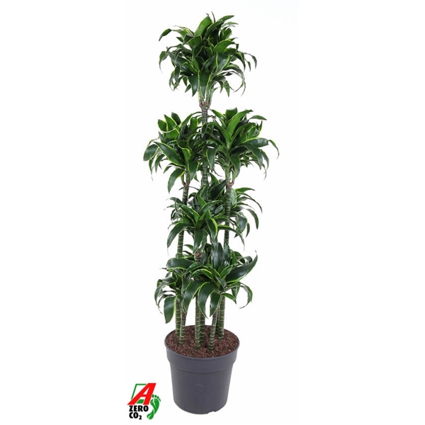 Dracaena Dorado carroucel 34Ø 170cm 8pp