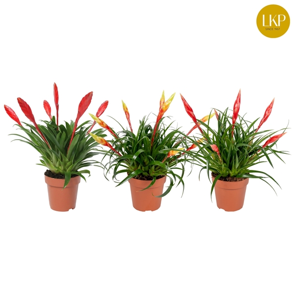 Vriesea MF mix 12Ø 40cm