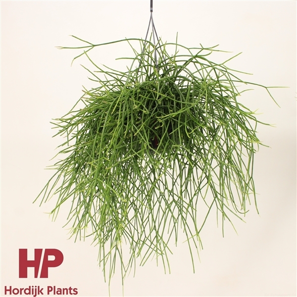 Rhipsalis Pulchra (Cites) 15Ø 40cm