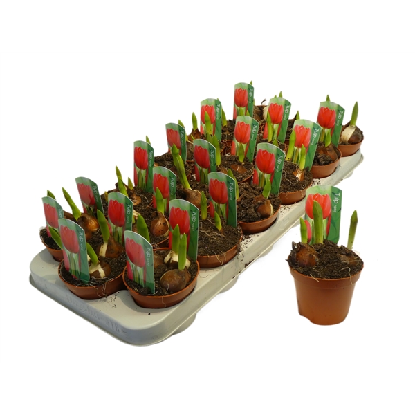 Tulipa Red 9Ø 12cm 3pp