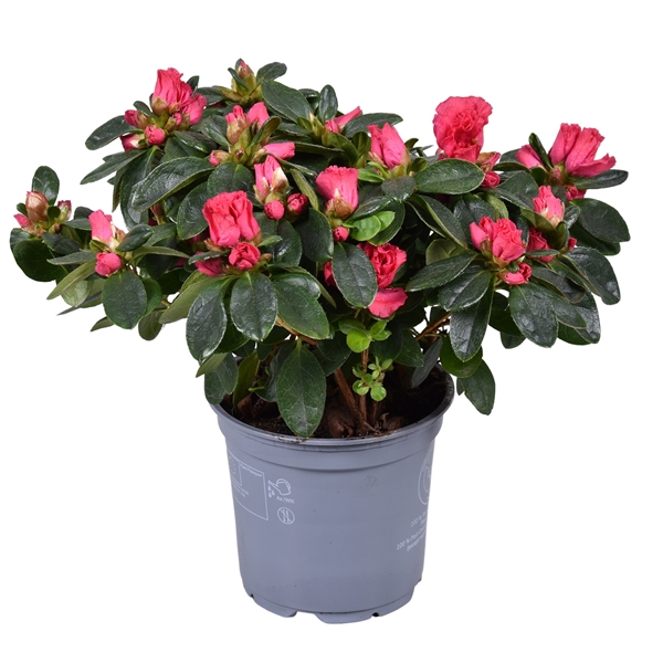 Rhododendron Simsii Nordlicht Vogel 12Ø 28cm 25Ø