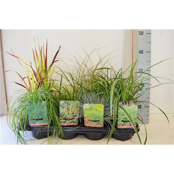 Carex mixed 13Ø 25cm