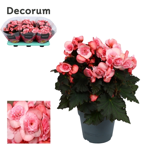 Begonia Elatior du Move 2 Joy Pink 14Ø 32cm