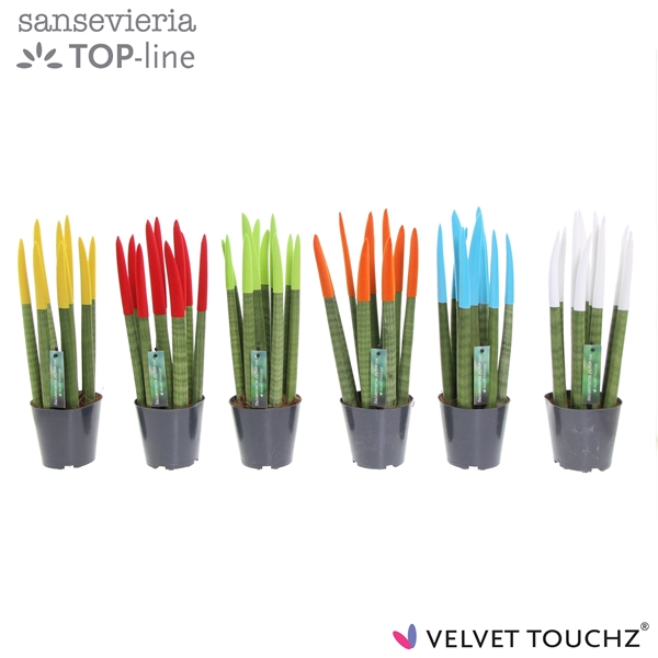 Sansevieria Spaghetti Velvet Touchz mix 12Ø 40cm