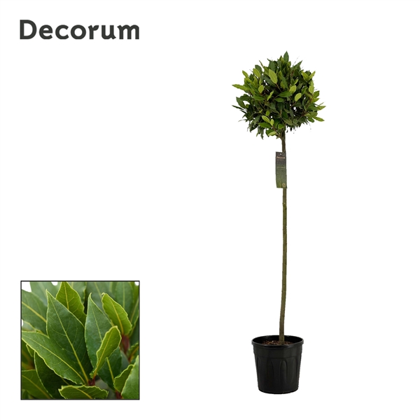 Laurus Nobilis ball on stem 25Ø 150cm 35Ø