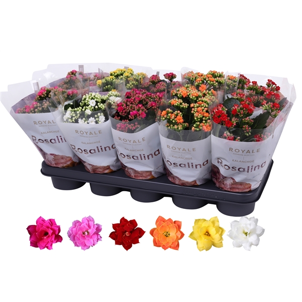 Kalanchoe BL Calandiva Royale mix 12Ø 27cm