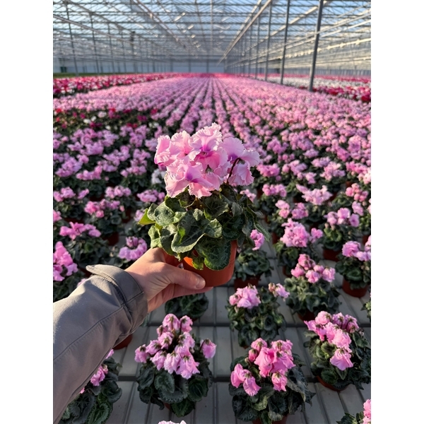 Cyclamen Falbala 10,5Ø 25cm