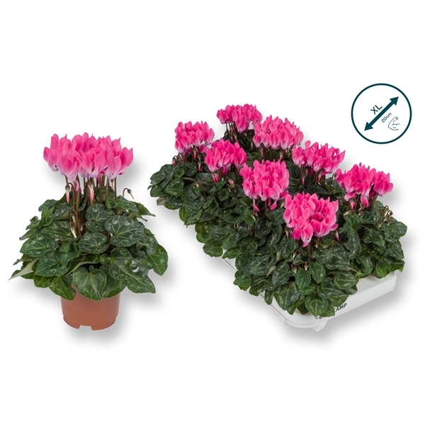 Cyclamen SS Compact light pink 10,5Ø 20cm