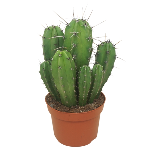 Polaskia Chichipe 13Ø 25cm