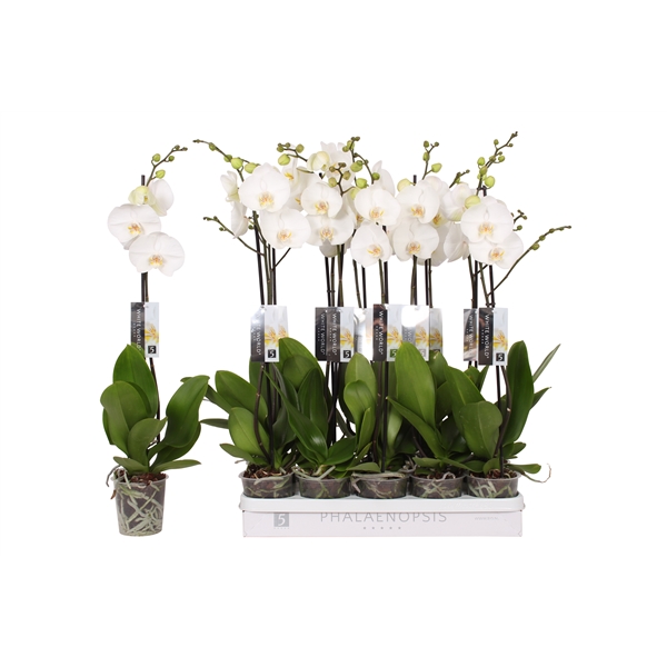 Phalaenopsis White World 12Ø 60cm 1st 9fl