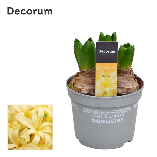 Hyacinthus orientalis Yellowstone 12Ø 15cm 3pp