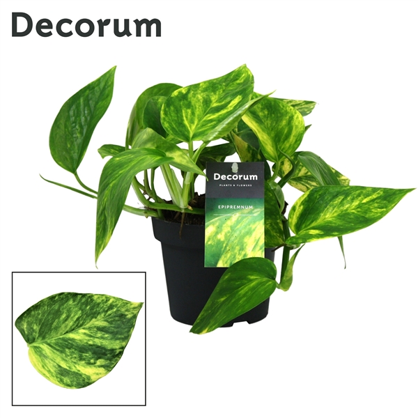Epipremnum pinnatum Hicolor 12Ø 20cm