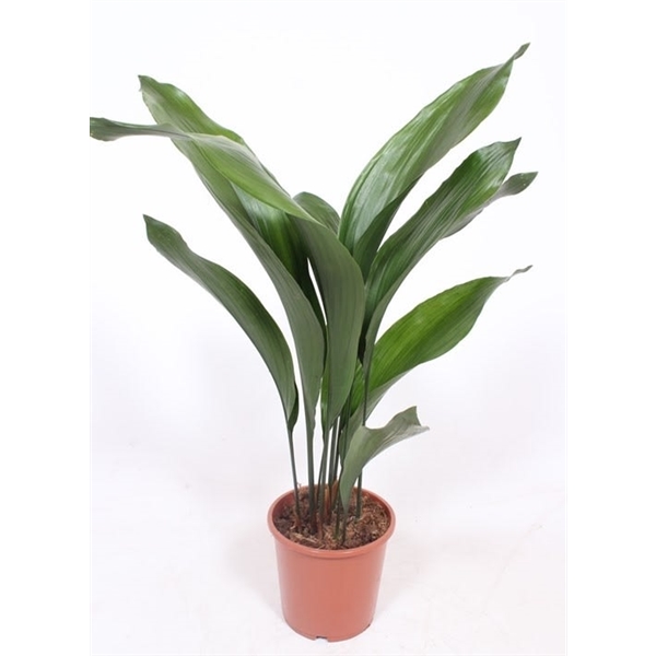 Aspidistra Elatior 17Ø 70cm 10pp