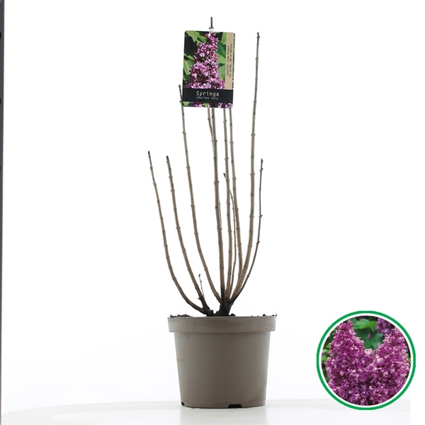 Syringa vulg. Charles Joly 26Ø 75cm