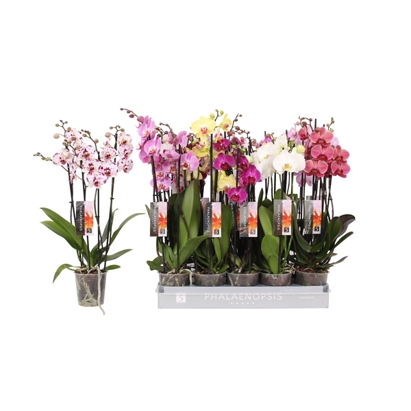 Phalaenopsis mix 12Ø 55cm 4st 25fl