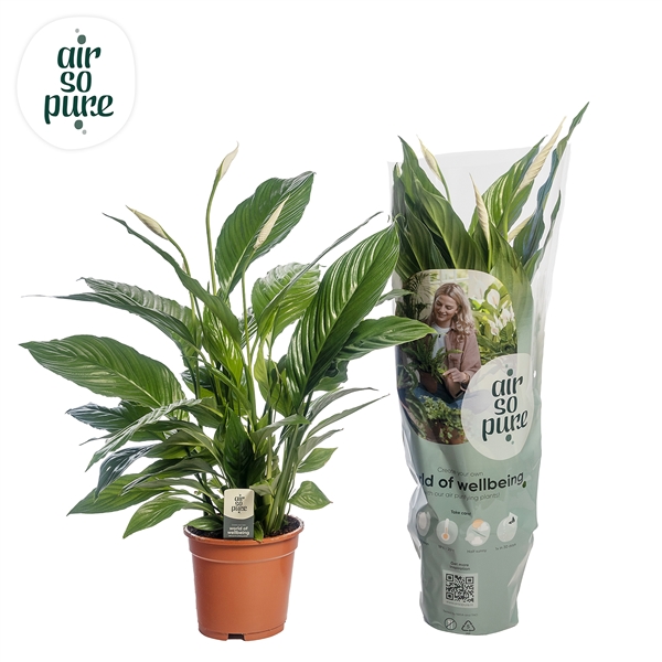 Spathiphyllum Vivaldi 17Ø 75cm 2fl