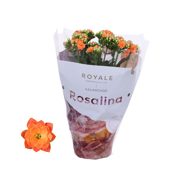 Kalanchoe cal Royal Orange 12Ø 27cm