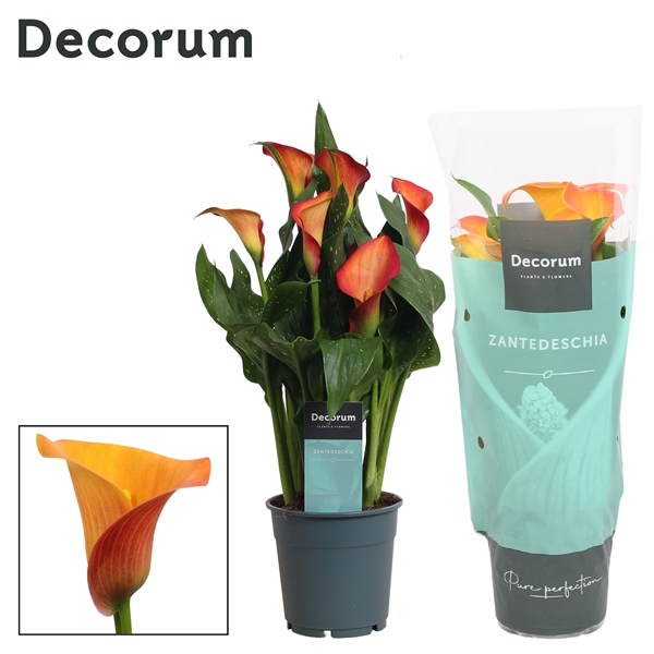 Zantedeschia Morning Sun 12Ø 35cm 4fl