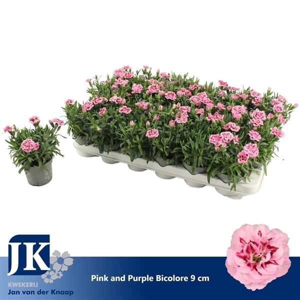 Dianthus hybrid osc Pink Purple 9Ø 15cm