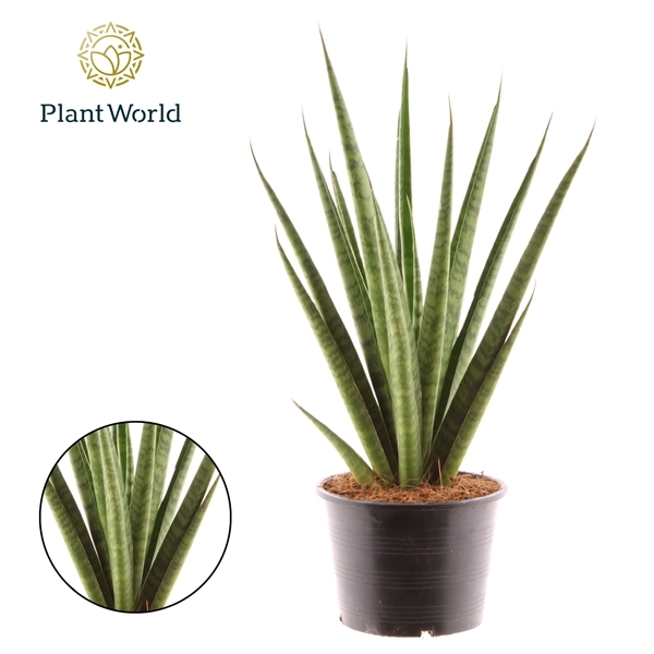 Sansevieria Pineapple 14Ø 40cm