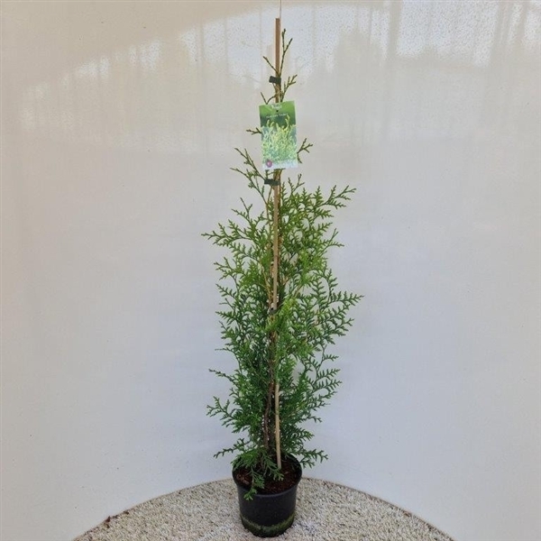 Thuja occidentalis Brabant 19Ø 90cm