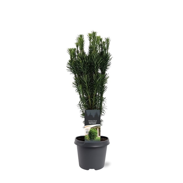 Cephalotaxus harringtonia Fastigiata 23Ø 65cm