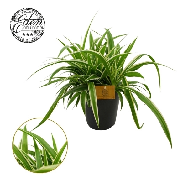 Chlorophytum comosum Ocean 15Ø 25cm