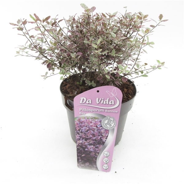 Pittosporum tenuifolium Bannow Bay 19Ø 35cm