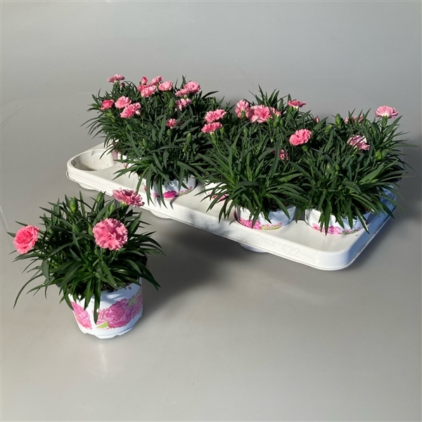 Dianthus hybr. I Love U 10,5Ø 20cm