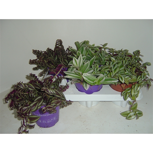 Tradescantia mix 12Ø