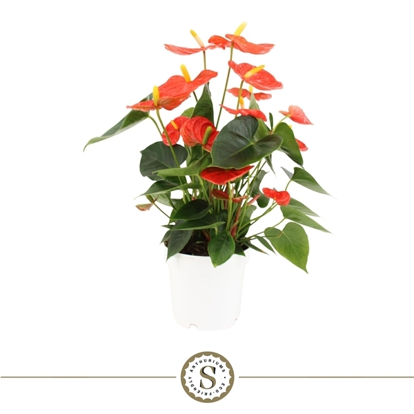 Anthurium Orange Champion 14Ø 45cm 7fl