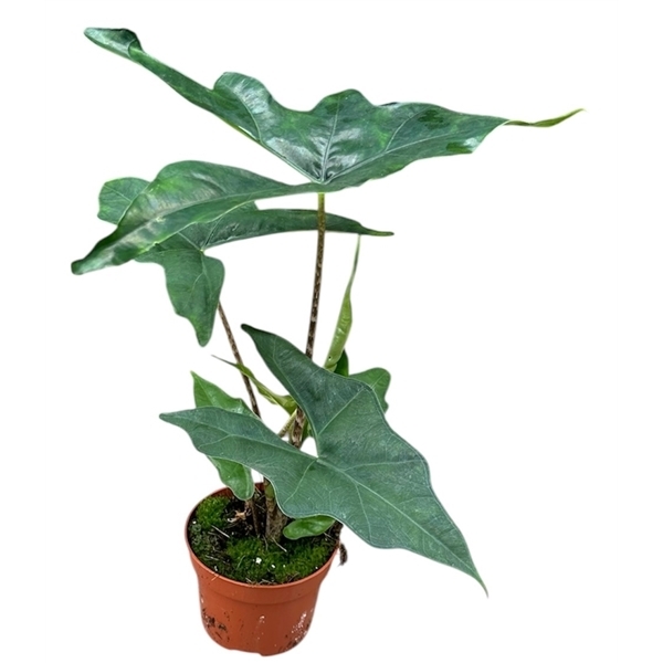 Alocasia Batwing 10,5Ø 15cm 1pp