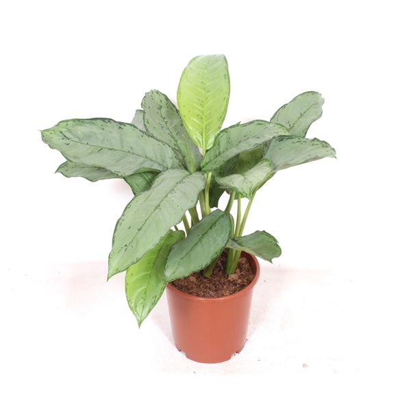 Aglaonema B.J. Freedman 24Ø 70cm 2pp