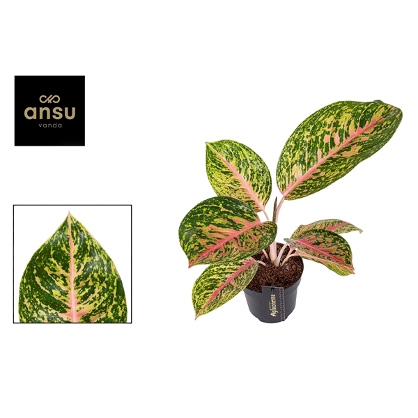 Aglaonema Spring Red 12Ø 45cm 1pp