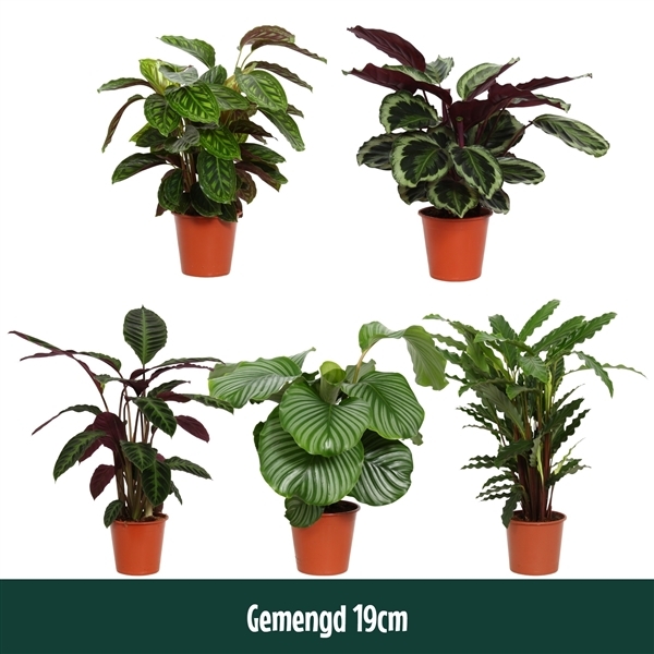 Calathea mix 19Ø 75cm