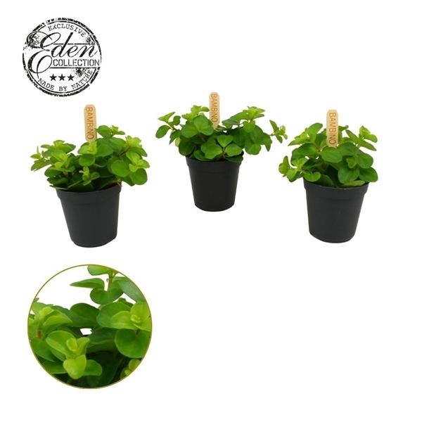 Peperomia rotundifolia 5,5Ø 10cm