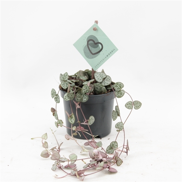 Ceropegia woodii 8,5Ø 20cm