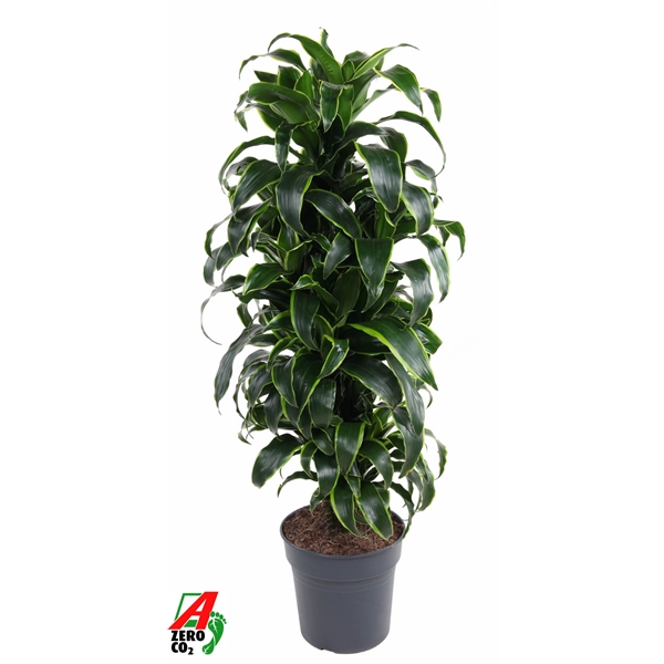 Dracaena Dorado branched 27Ø 100cm 1pp
