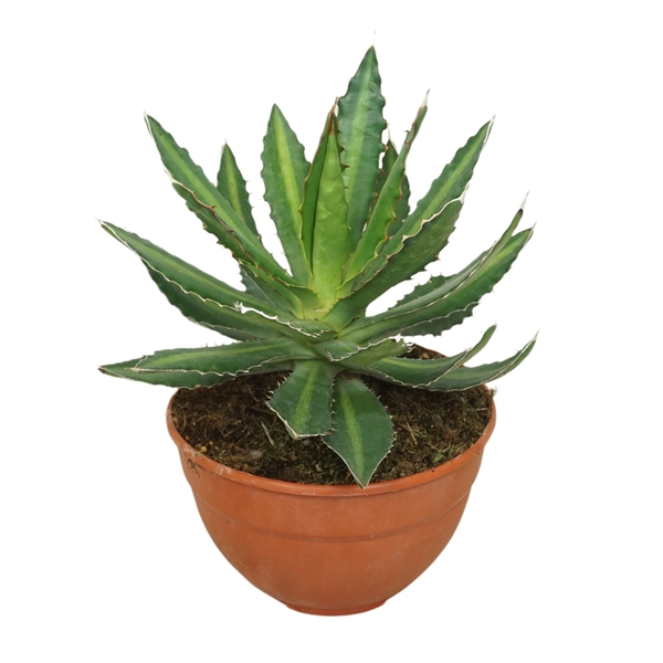 Agave Lophantha 20Ø 30cm